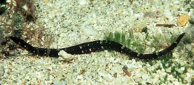 Booth;s pipefish (Halicampus boothae)