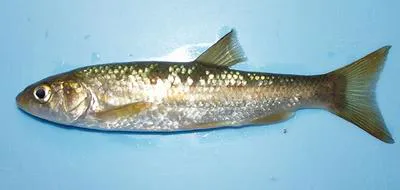 Bordallo (Squalius carolitertii)