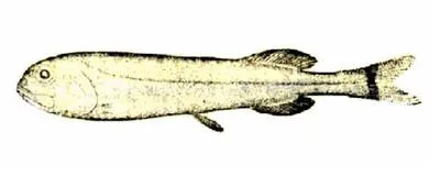 Bordello slickhead (Rouleina guentheri)