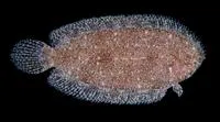 Boreham's sole (Aseraggodes borehami)
