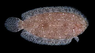 Boreham's sole (Aseraggodes borehami)