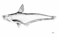 Bornean grenadier anchovy (Coilia borneensis)