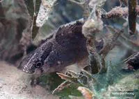 Bornean leaffish (Nandus nebulosus)