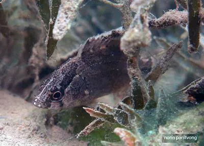 Bornean leaffish (Nandus nebulosus)