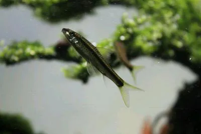 Borneo algae-eater (Gyrinocheilus pustulosus)
