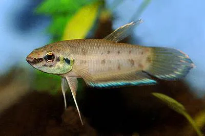 Borneo betta (Betta taeniata)