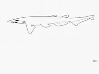 Borneo catshark (Apristurus platyrhynchus)