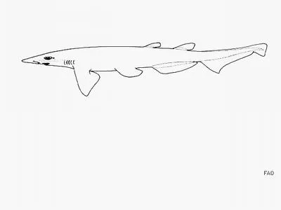 Borneo catshark (Apristurus platyrhynchus)