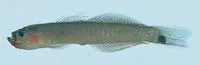 Borneo hoverer (Parioglossus palustris)