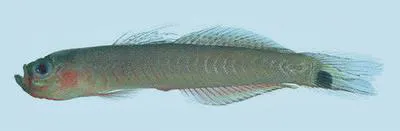 Borneo hoverer (Parioglossus palustris)