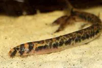 Borneo loach (Pangio shelfordii)