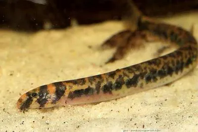 Borneo loach (Pangio shelfordii)