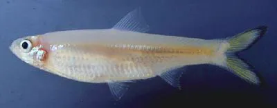 Borneo river sprat (Clupeoides borneensis)