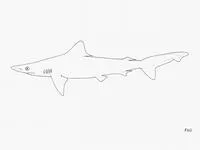 Borneo shark (Carcharhinus borneensis)