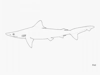 Borneo shark (Carcharhinus borneensis)