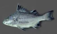 Borriqueta porgy (Boridia grossidens)
