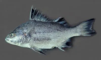 Borriqueta porgy (Boridia grossidens)