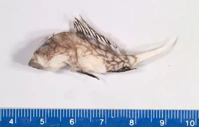 Boschma's frogfish (Lophichthys boschmai)