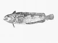 Bot River klipfish (Clinus spatulatus)