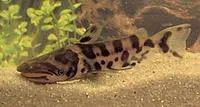 Bottlenose catfish (Ageneiosus marmoratus)