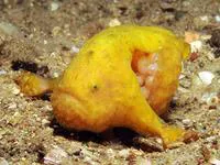 Bougainvilles anglerfish (Histiophryne bougainvilli)