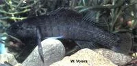 Boulder darter (Etheostoma wapiti)