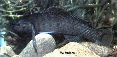 Boulder darter (Etheostoma wapiti)