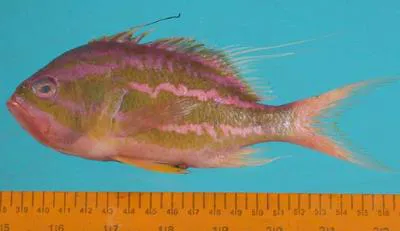 Boulenger's anthias (Sacura boulengeri)