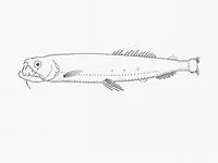 Boulenger's snaggletooth (Astronesthes boulengeri)