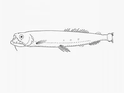 Boulenger's snaggletooth (Astronesthes boulengeri)