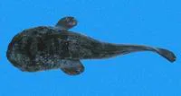 Boulenger's toadfish (Batrachoides boulengeri)