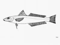 Boutan's sillago (Sillago boutani)