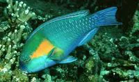 Bower's parrotfish (Chlorurus bowersi)