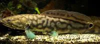 Bowfin (Amia calva)
