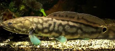 Bowfin (Amia calva)