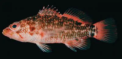 Bownband perchlet (Plectranthias nanus)