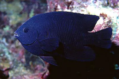 Bowtie damselfish (Neoglyphidodon melas)