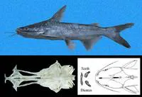 Box sea catfish (Cathorops multiradiatus)