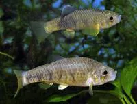 Boxer pupfish (Cyprinodon simus)