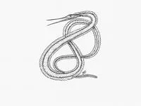 Boxer snipe eel (Nemichthys curvirostris)