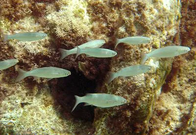 Boxlip mullet (Oedalechilus labeo)