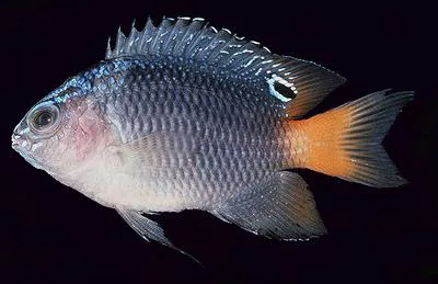 Brackish damsel (Pomacentrus taeniometopon)