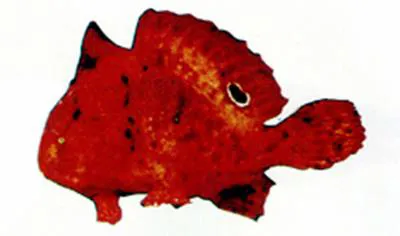 Brackishwater frogfish (Antennarius biocellatus)