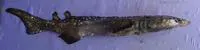 Bramble shark (Echinorhinus brucus)