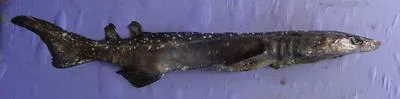 Bramble shark (Echinorhinus brucus)
