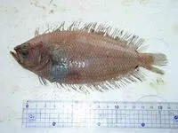 Branched ray flounder (Citharoides macrolepidotus)