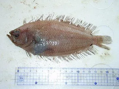 Branched ray flounder (Citharoides macrolepidotus)
