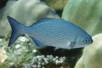 Brassy chub (Kyphosus vaigiensis)