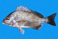Brassy grunt (Orthopristis chalceus)