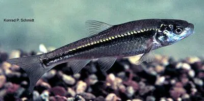 Brassy minnow (Hybognathus hankinsoni)